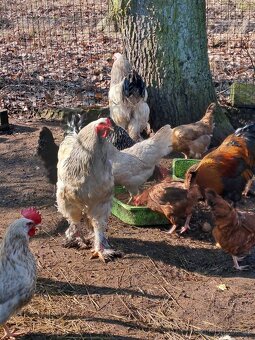 Kohout Brahmánka velká - 3