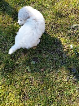 Pudl bílý trpasličí - 3