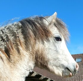 Welsh pony A - 3