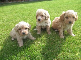 Maltipoo štěňátka - 3