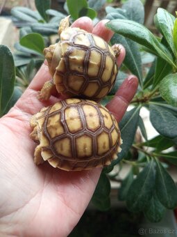 Želva ostruhatá, Geochelone Sulcata mláďata - 3