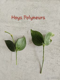 pokojová rostlina - Hoya voskovka různé - 3