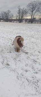 Mini pony - 3