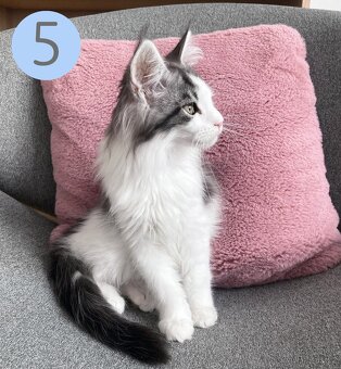 Mainská mývalí koťátka bez PP - již k odběru - 3