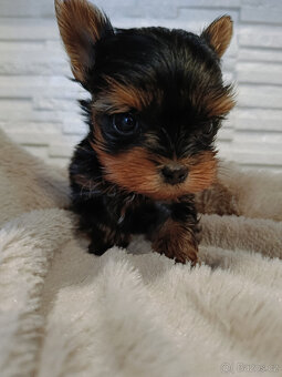 MIKRO YORK Yorkshire Terrier XXXS Neuvěřitelný WIDEO - 3