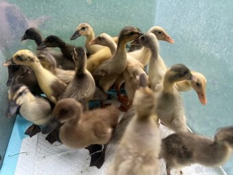 Indický běžec - kachňata🦆🦆🦆 - 3