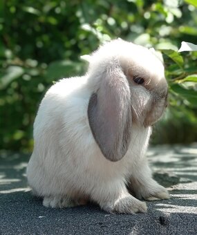 Zakrslý králíček Mini lop - 3