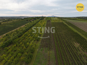 Prodej pozemku - vinohradu, 5412 m2, Velké Pavlovice, 133480 - 3