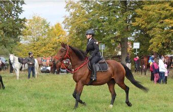 Vestfálská klisna pro děti i do sportu - 3