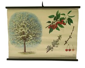 Staré závesné mapy (rolovacie), závesné obrazy (dopyt) - 3