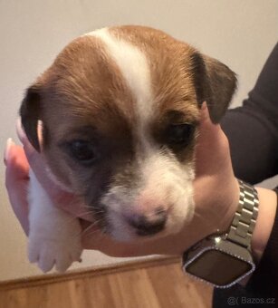 Jack Russell - 3