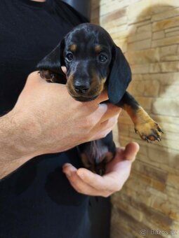 Jezevčík hladkosrstý trpasličí - 3