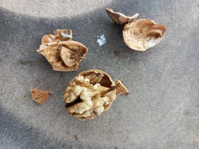 Vlašské ořechy - 3