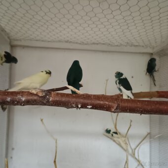 Kakariki - 3