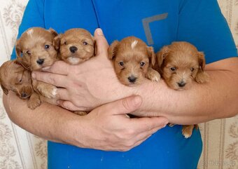 Maltipoo štěňátka - 3