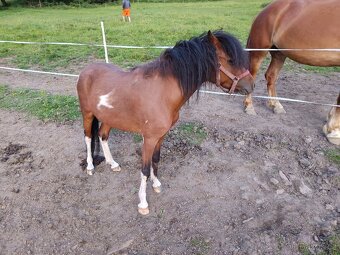 Pony - 3