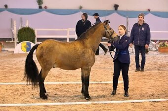 Připouštění wpbr,čsp plem.hřebcem 878 Grey - 3