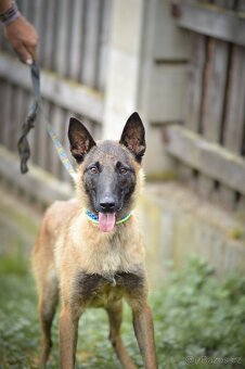 Dixie - x BO Malinois, aktivní štěně, cca 1 rok - 3