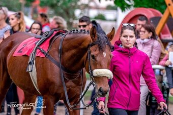 Prodám valacha A1/1 - 3