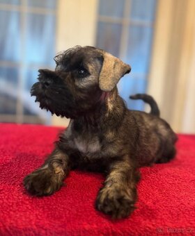 Knírač malý pepř a sůl s pp - 3