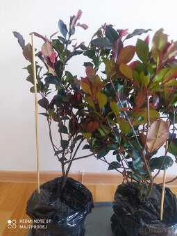 3x Blýskavka Fraserova 'Red Robin' 50-60cm v kontejnerů - 3