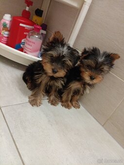 Jorkširsky teriér yorkširsky teriér - 3