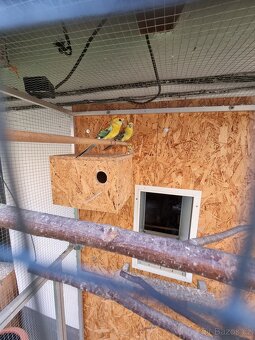 Papoušek zpěvavý - 3