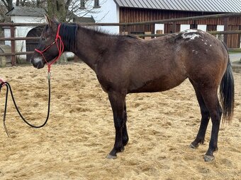 Dvouletá appa klisna - 3