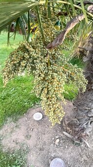 Trachycarpus fortunei SEMENA - 3