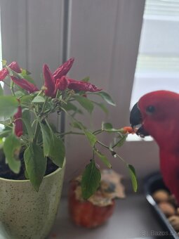 Eklektus různobarvý - 3