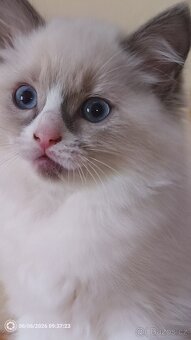Koťata Ragdoll - 3