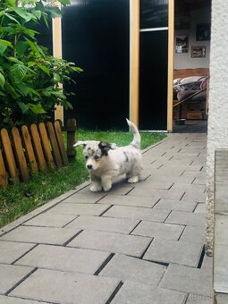 Welsh Corgi - 3