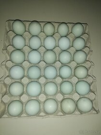 Araukana anglická levandulová násadová vajíčka - 3