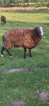 Prodám beranka Zwartbles - 3