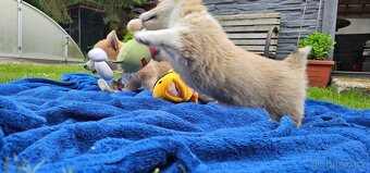 Welsh corgi pembroke s PP - 3