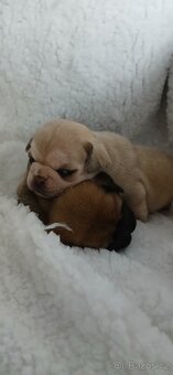 Mops - 3