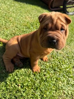 Sharpei - 3