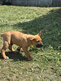 Boerboel - štěňátko pejsek - 3