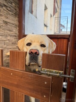 Labrador - 3