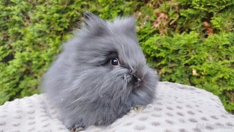Zakrslý králík, králíček-(TEDDY)-OLAF, OLIVER, OLINA - 3