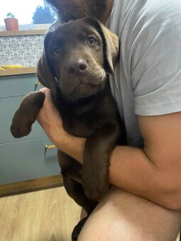Hnědý pejsek Labradora bez PP - 3