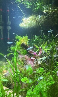 Medaka Japonská Metallic - Oryzias latipes - 3