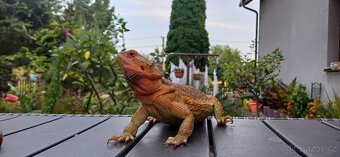 Agama Vousatá včetně terária - 3