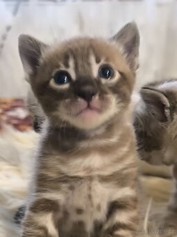 Bengálská kočka s Pp - 3
