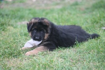 Německý ovčák - 3