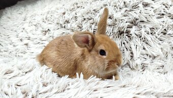 Zakrslý králíček, králík - LILI - 3