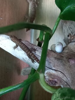 Gekon panenský (lepidodactylus lugubris) - 3