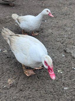 Čínské kachny - 3