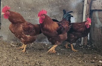 Kohouti kalimero - 3