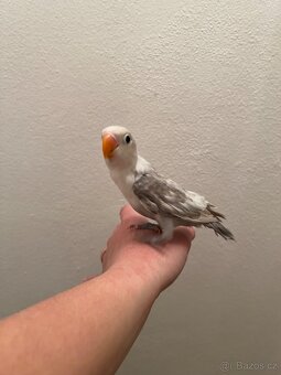 Prodám 3 mláďata agapornis - 3